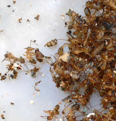 ants swept up in dustbin